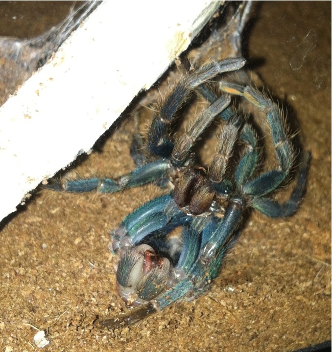 GBB molting