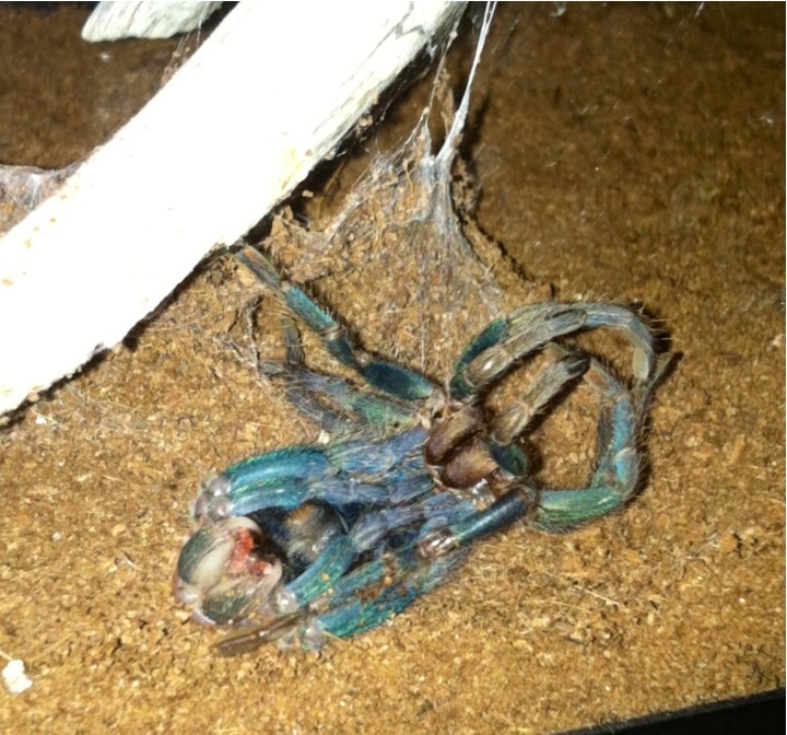 GBB Molting