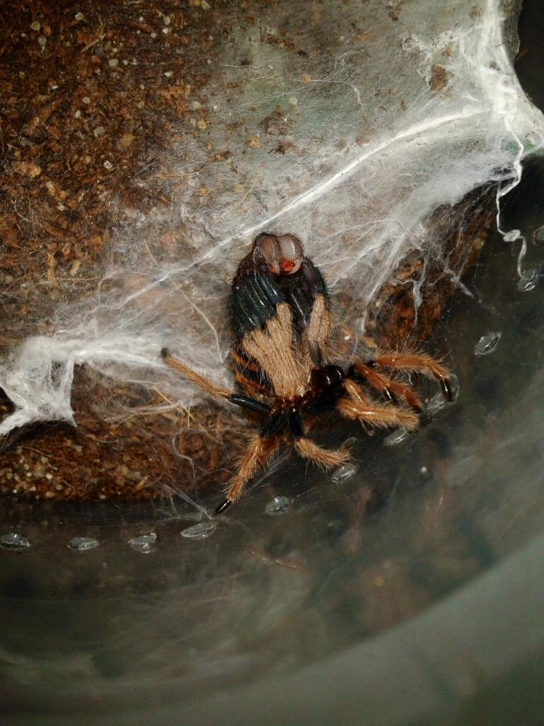 Gbb molting