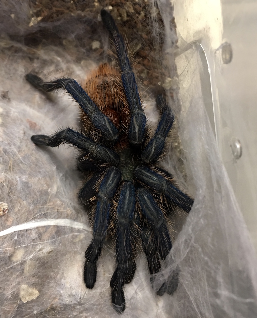 GBB post molt