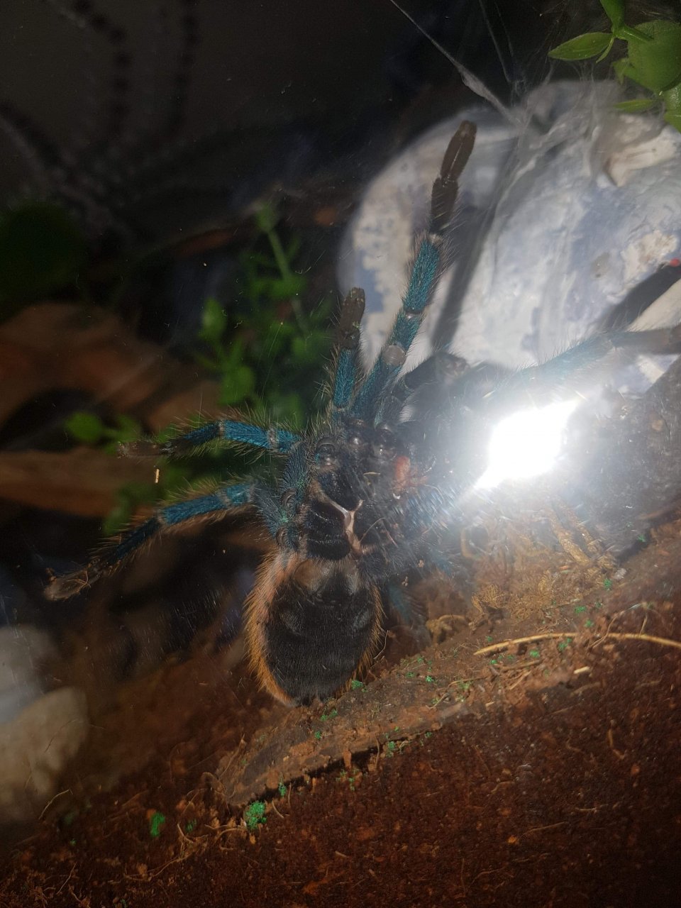 Gbb sexing