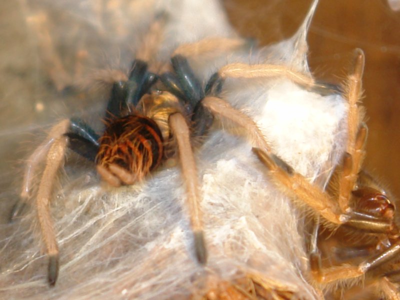 GBB Sling molt