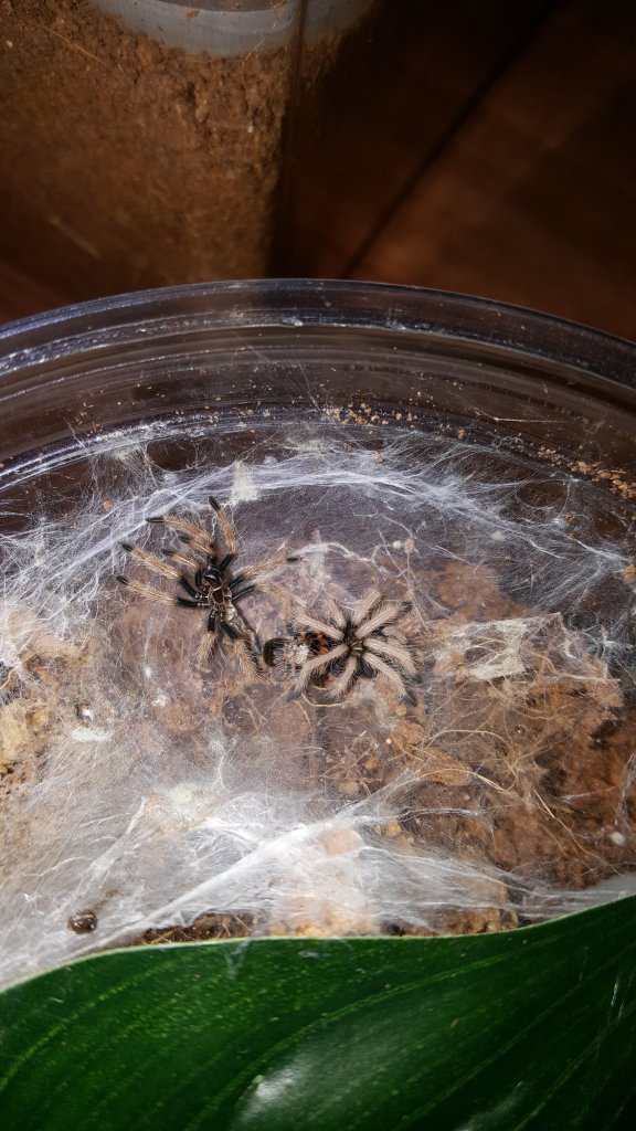 GBB sling molted