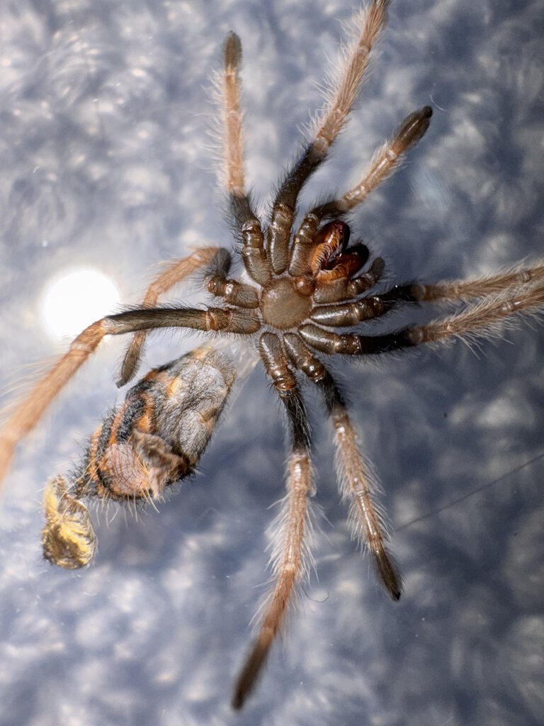 GBB sling. Too early to tell? M/F?