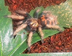 Gbb Sling