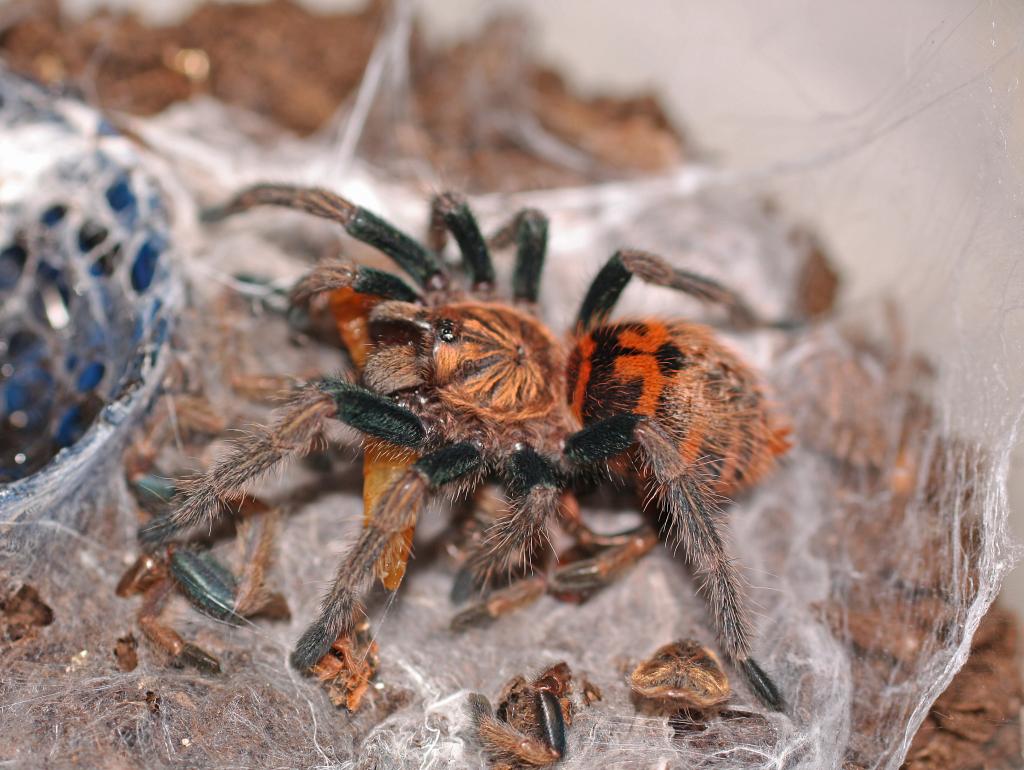 Gbb Sling