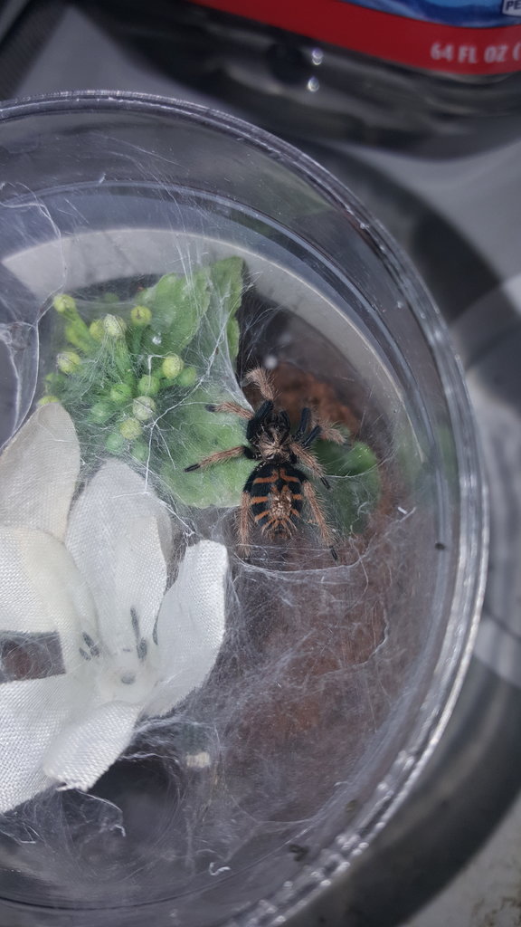 GBB sling