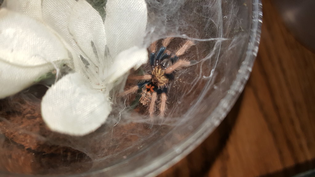 GBB sling