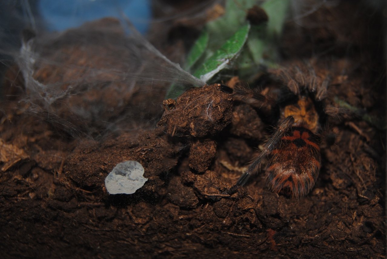 GBB sling :)