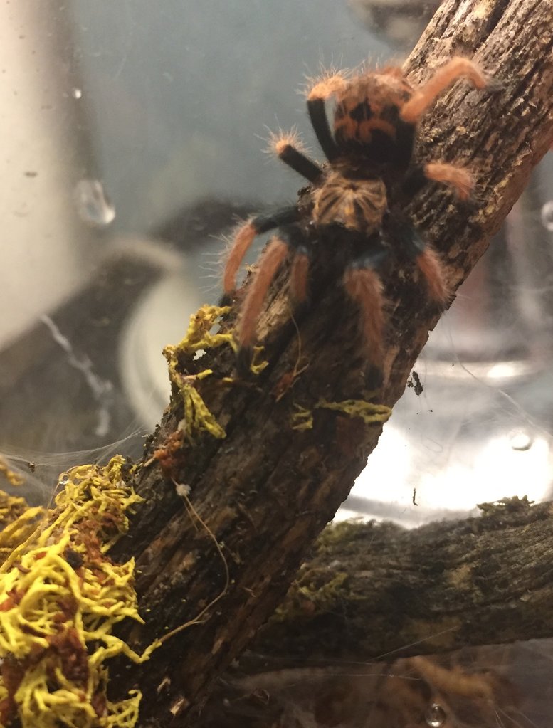 GBB Sling