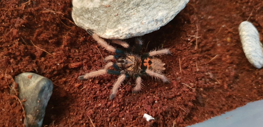 GBB sling