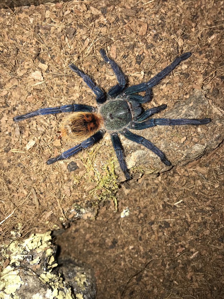 GBB Sling