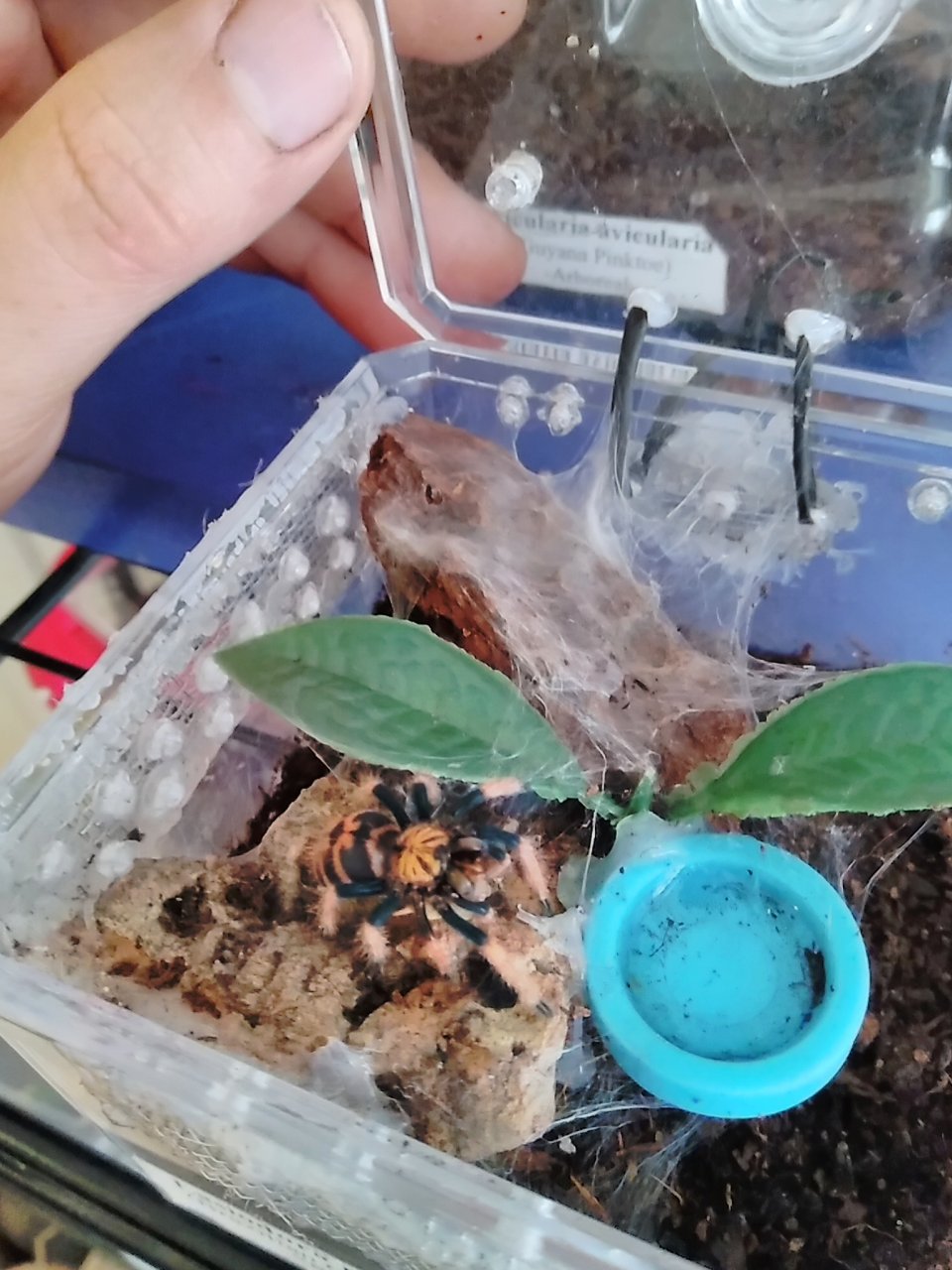 GBB sling