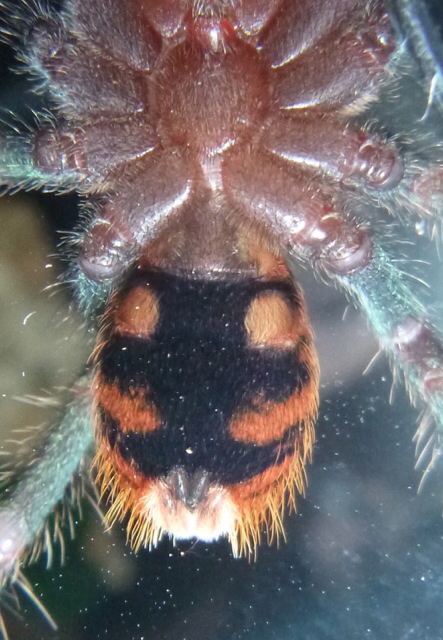 GBB ventral photos