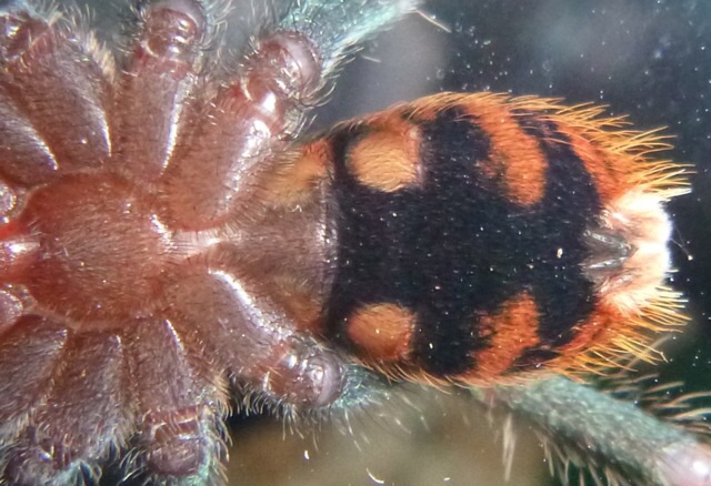 GBB ventral picture