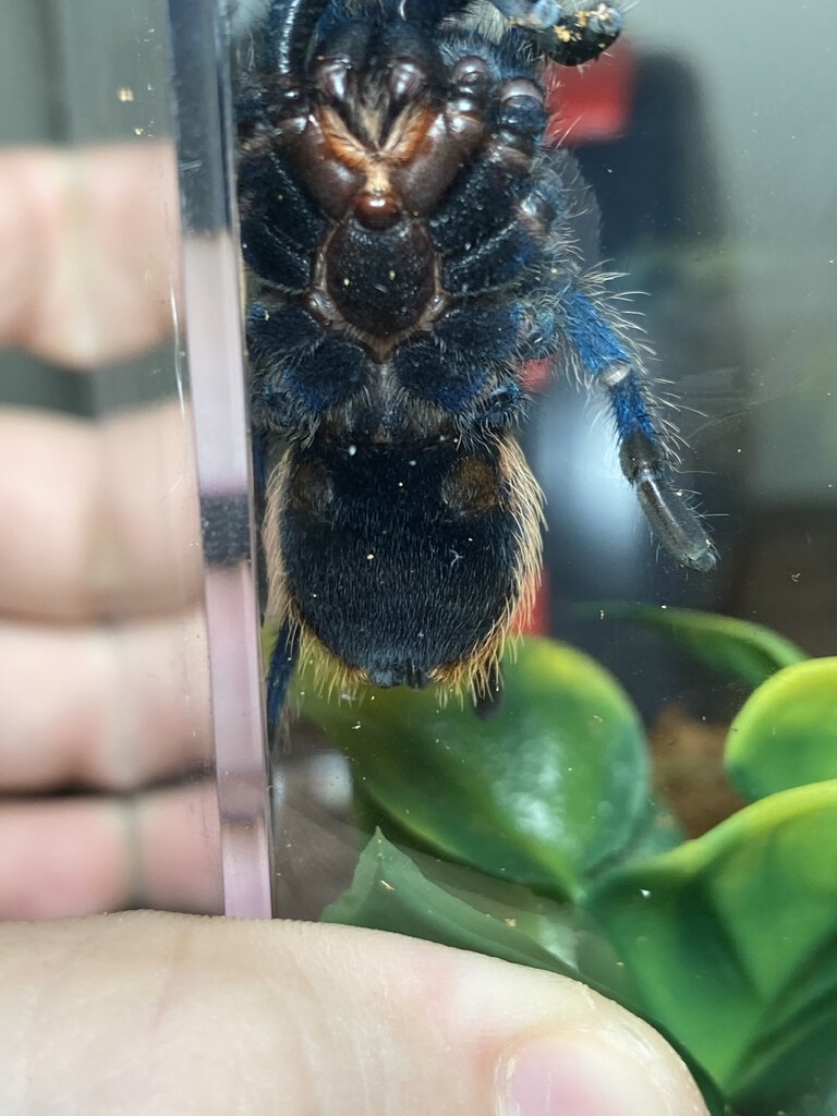 Gbb ventral sexing help