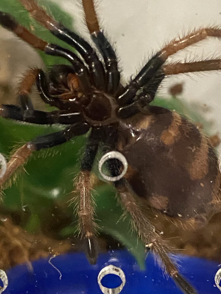 GBB ventral sexing