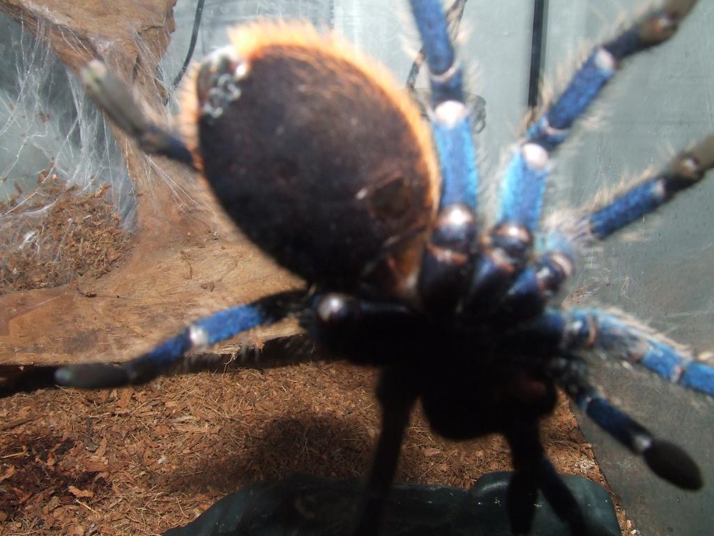 GBB