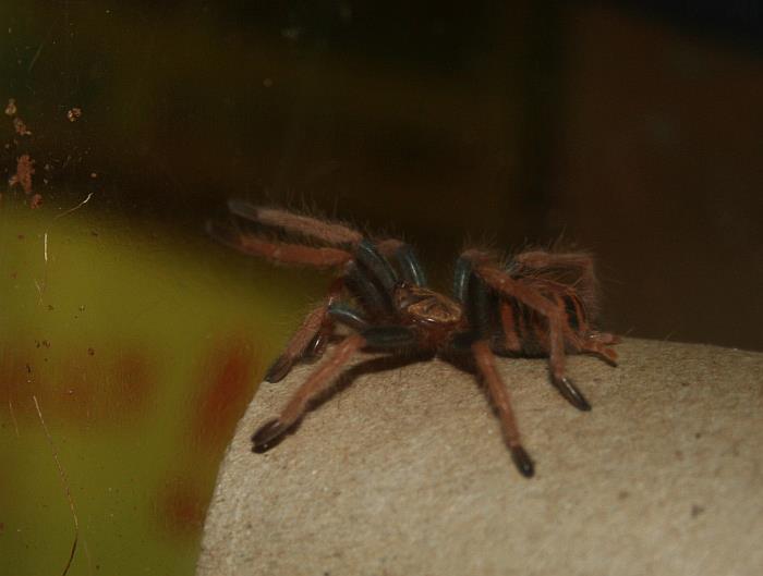 GBB