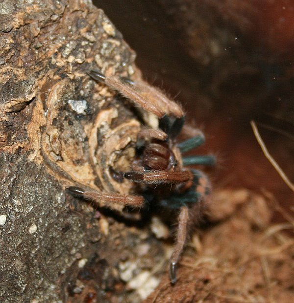 GBB