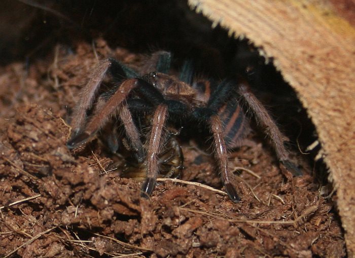 GBB