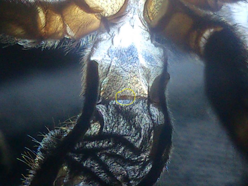 GBB