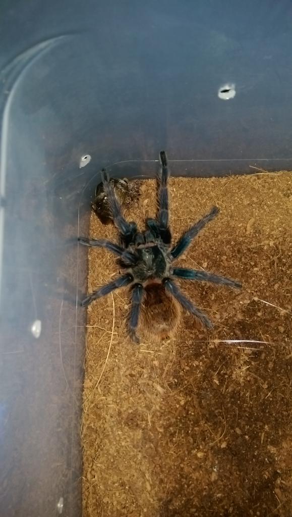 gbb