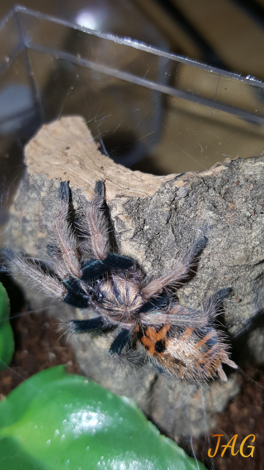 GBB