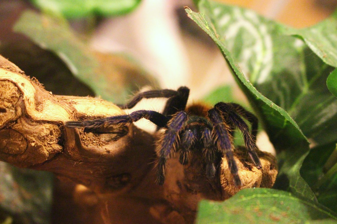 GBB