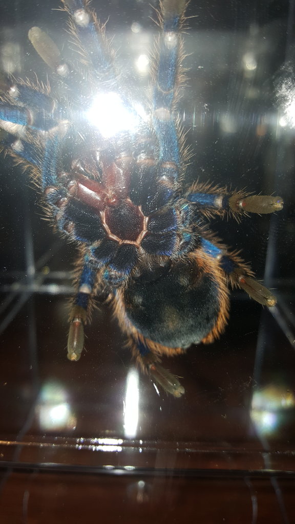 GBB