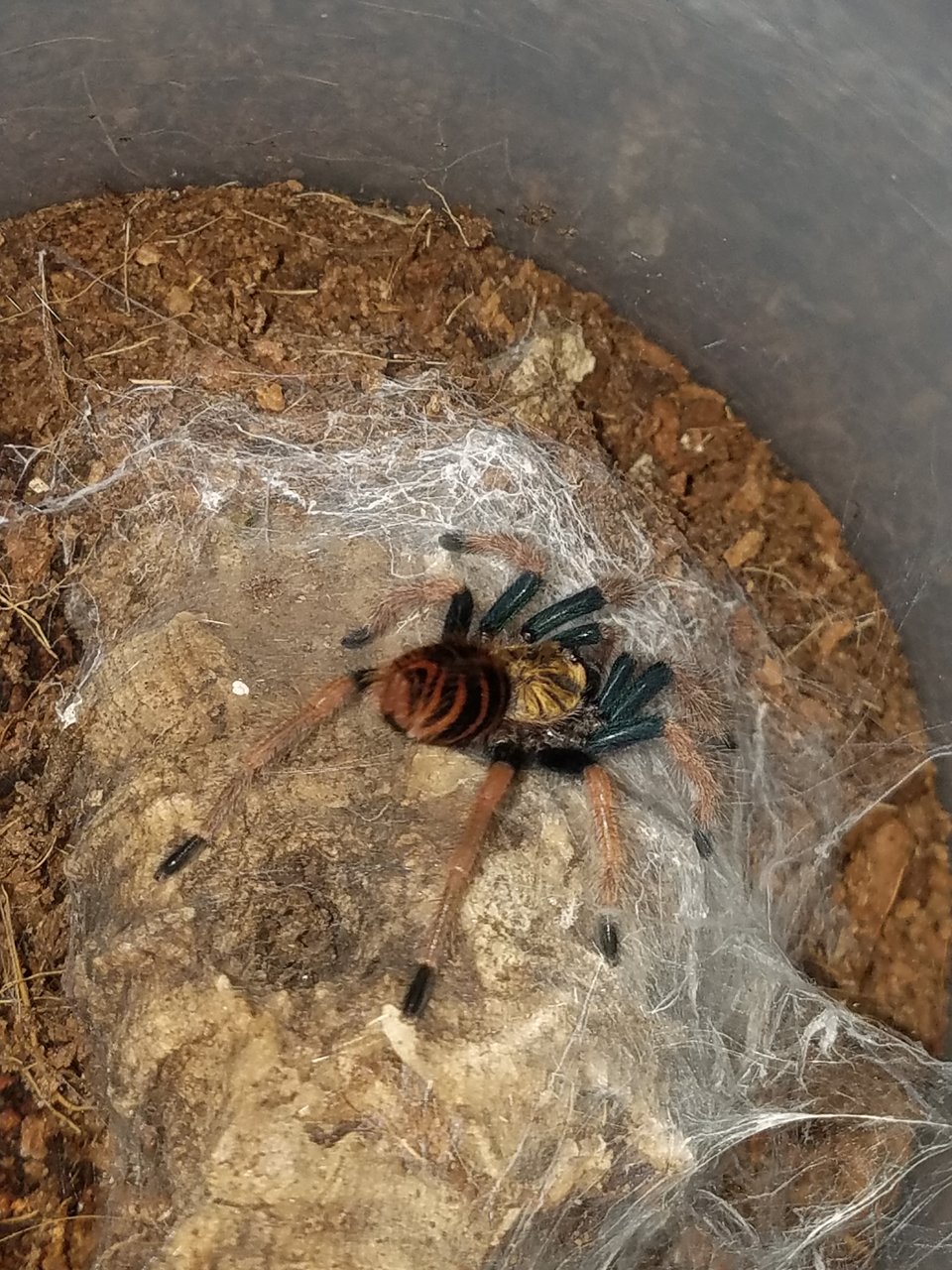 GBB