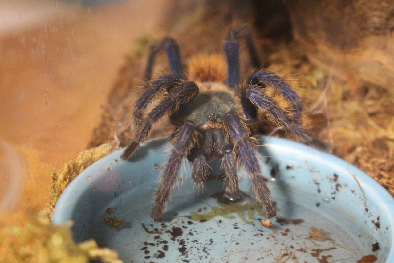 GBB