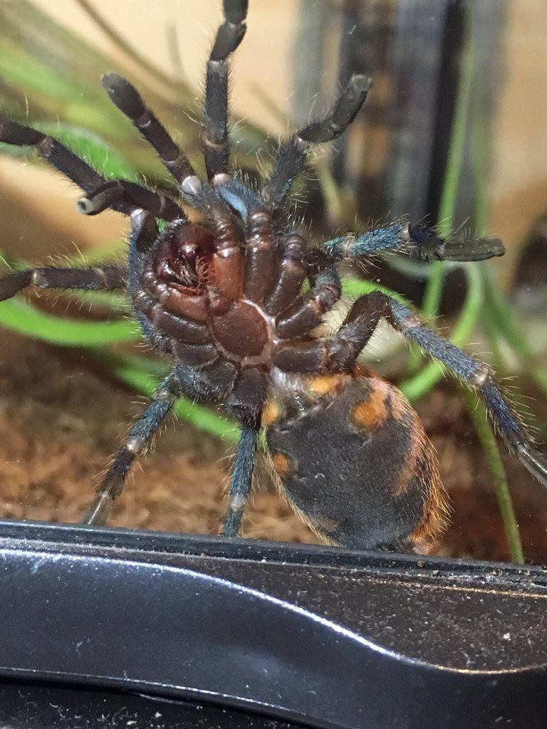 GBB