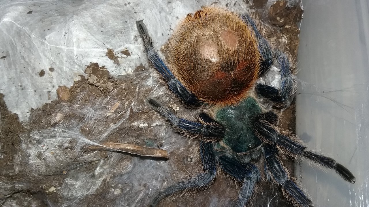 GBB