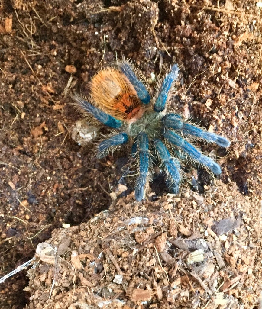 GBB