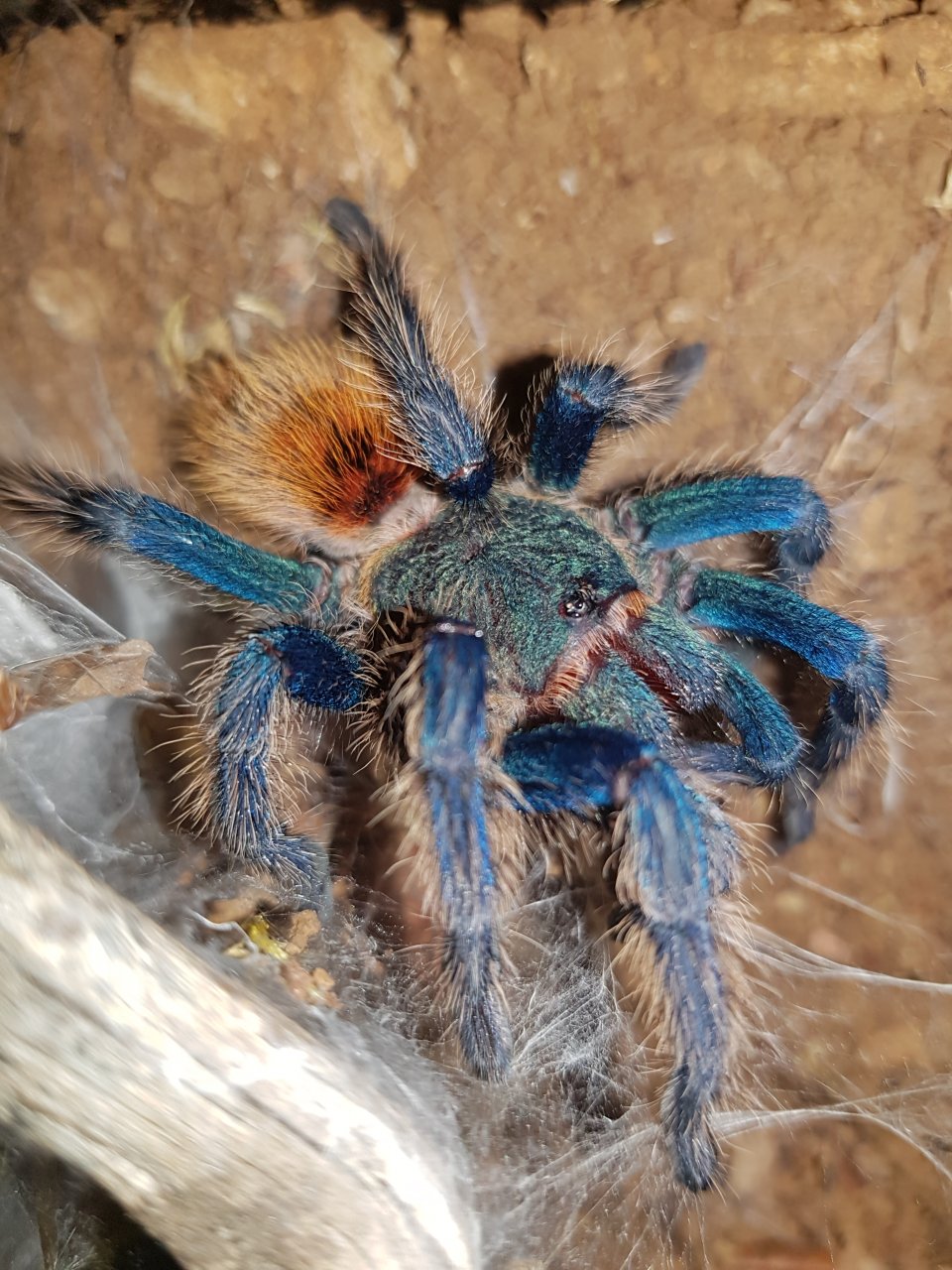 GBB