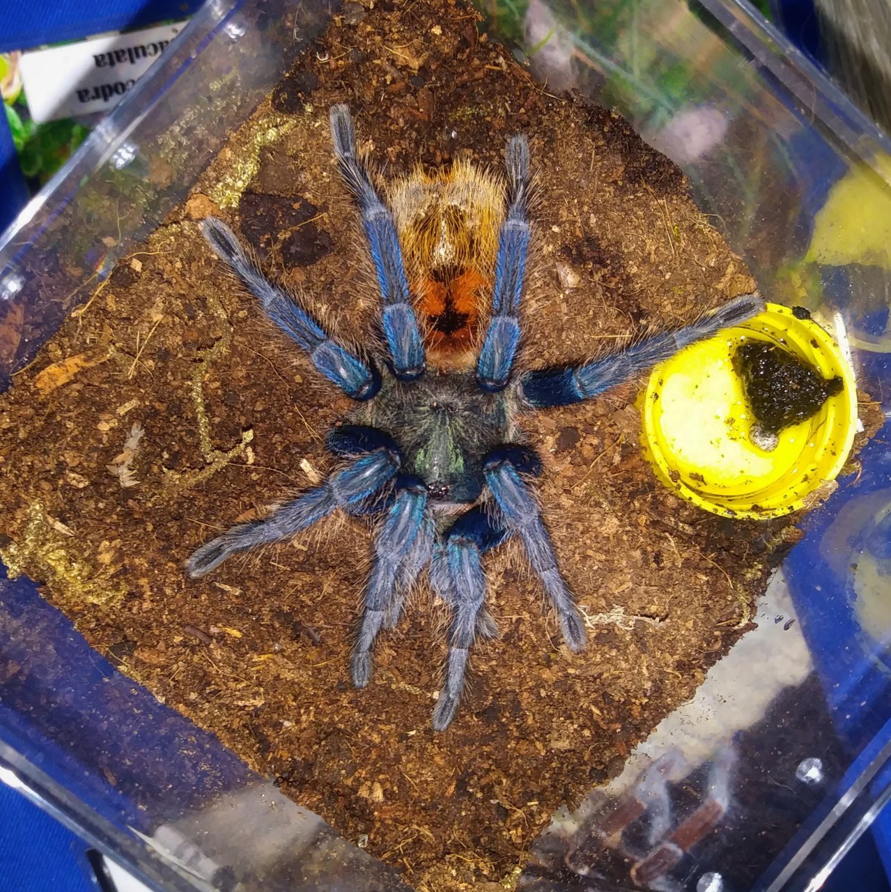 GBB