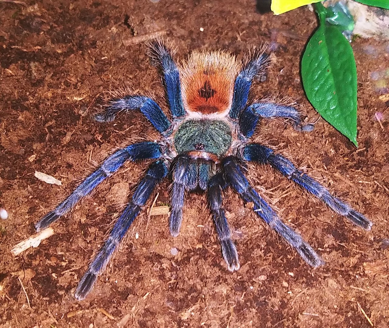 Gbb