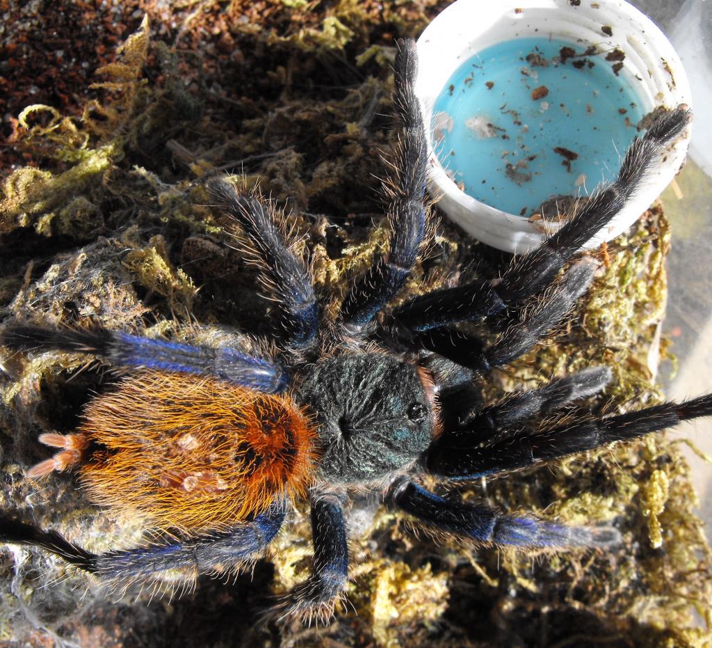 GBB