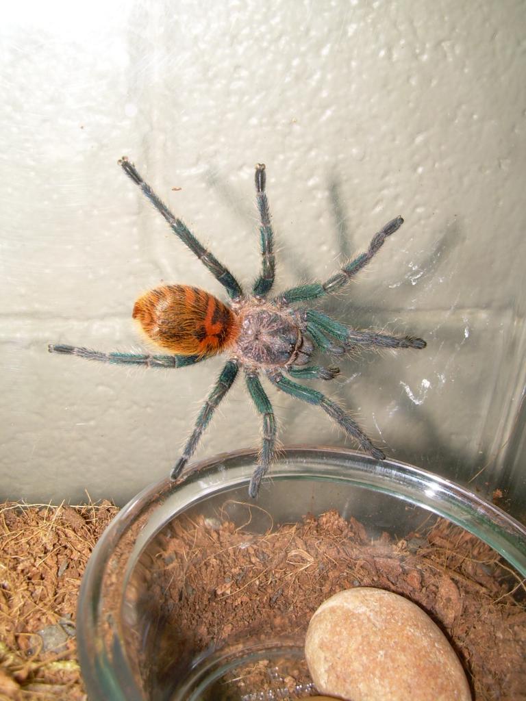 gbb3
