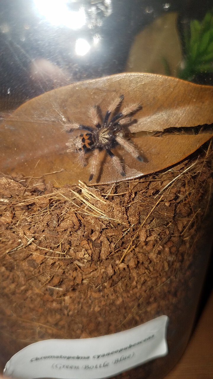 GBB's first meal.