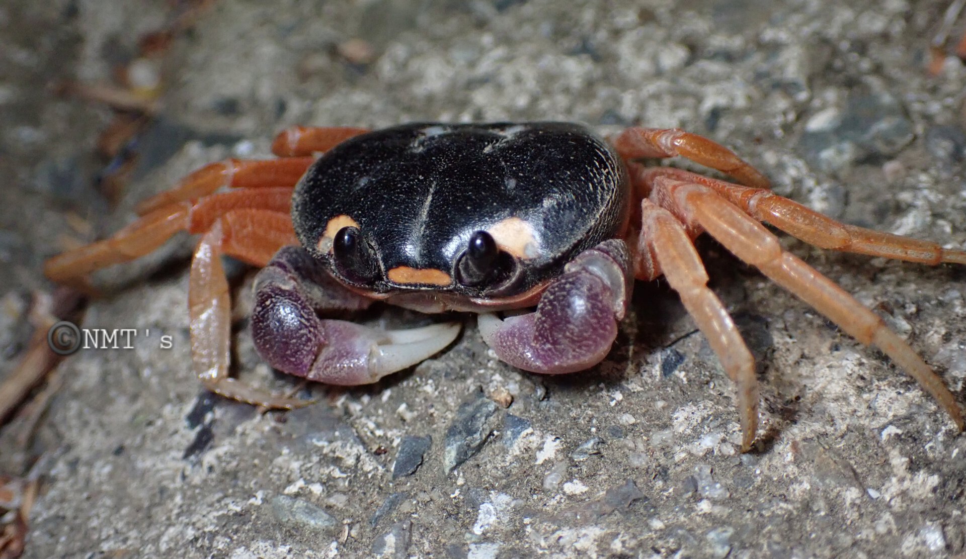 Gecarcinus quadratus in situ