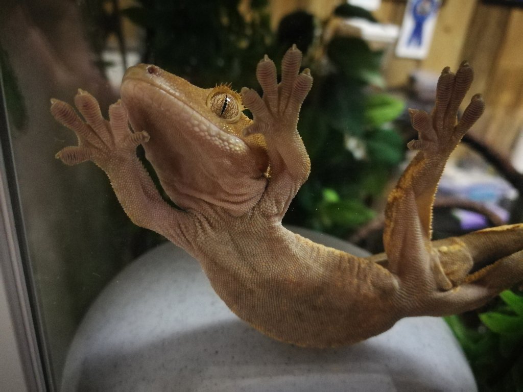 Gecko Yoga