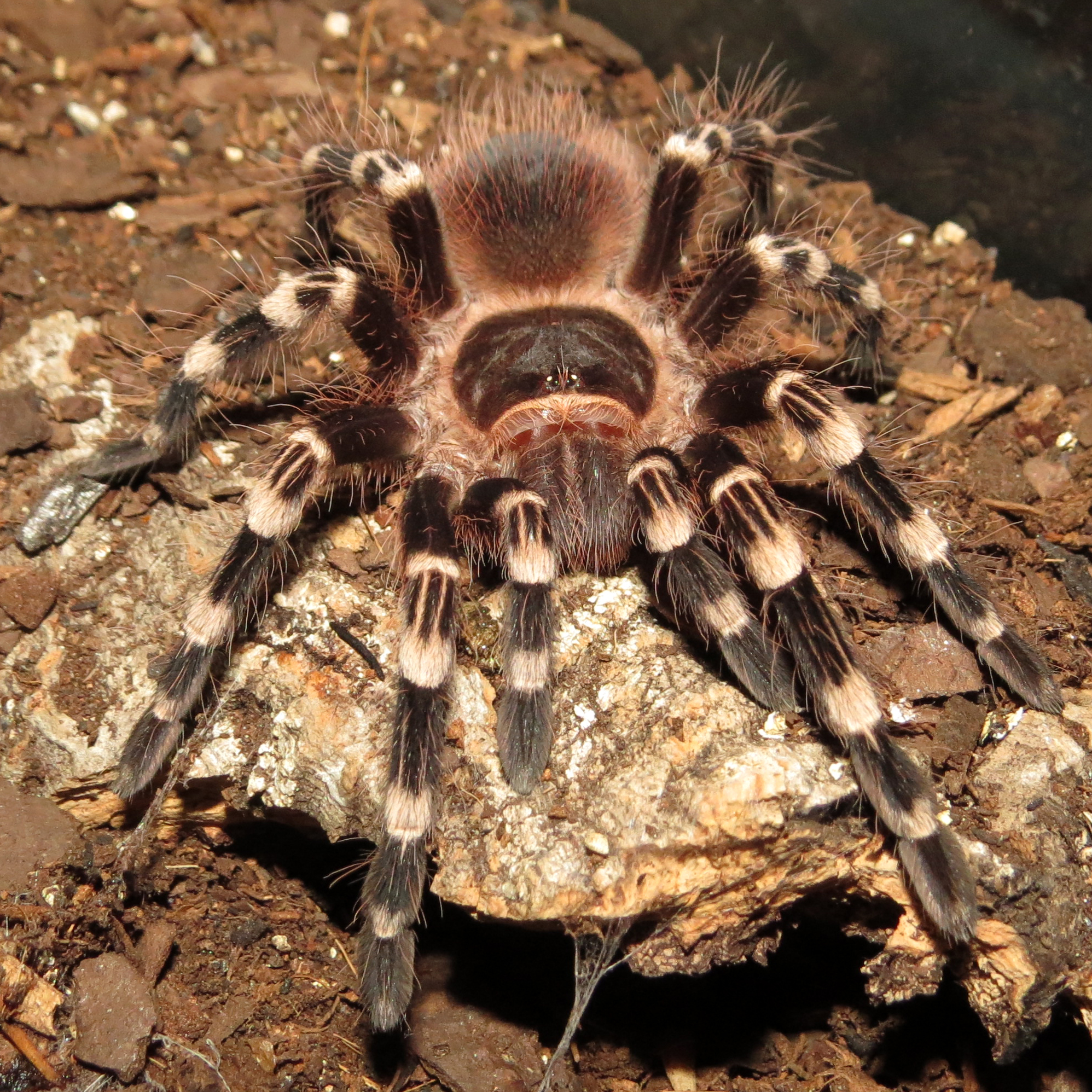 Genicula (♂ Acanthoscurria geniculata 3.5")