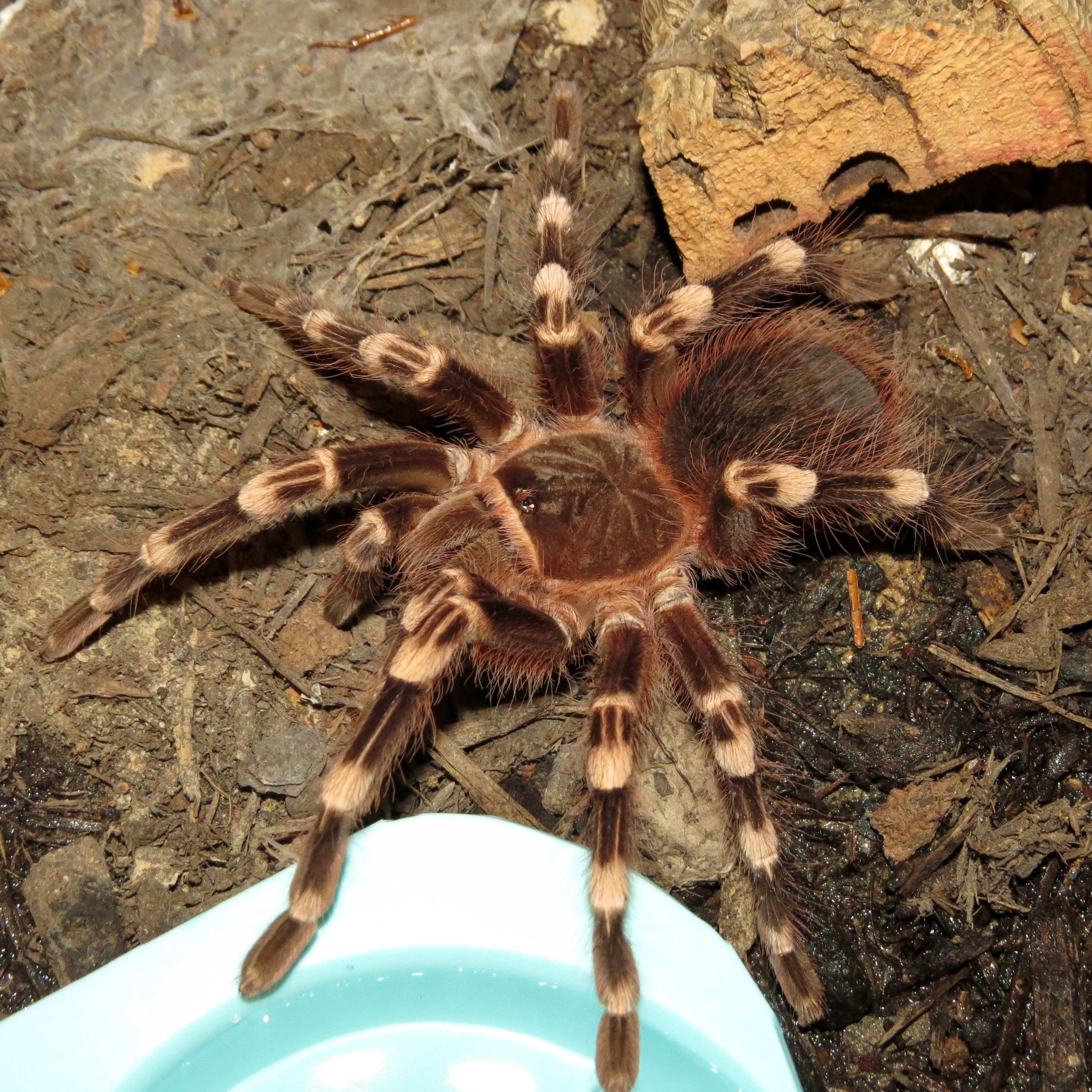 Genicula (♂ Acanthoscurria geniculata 4") [1/2]