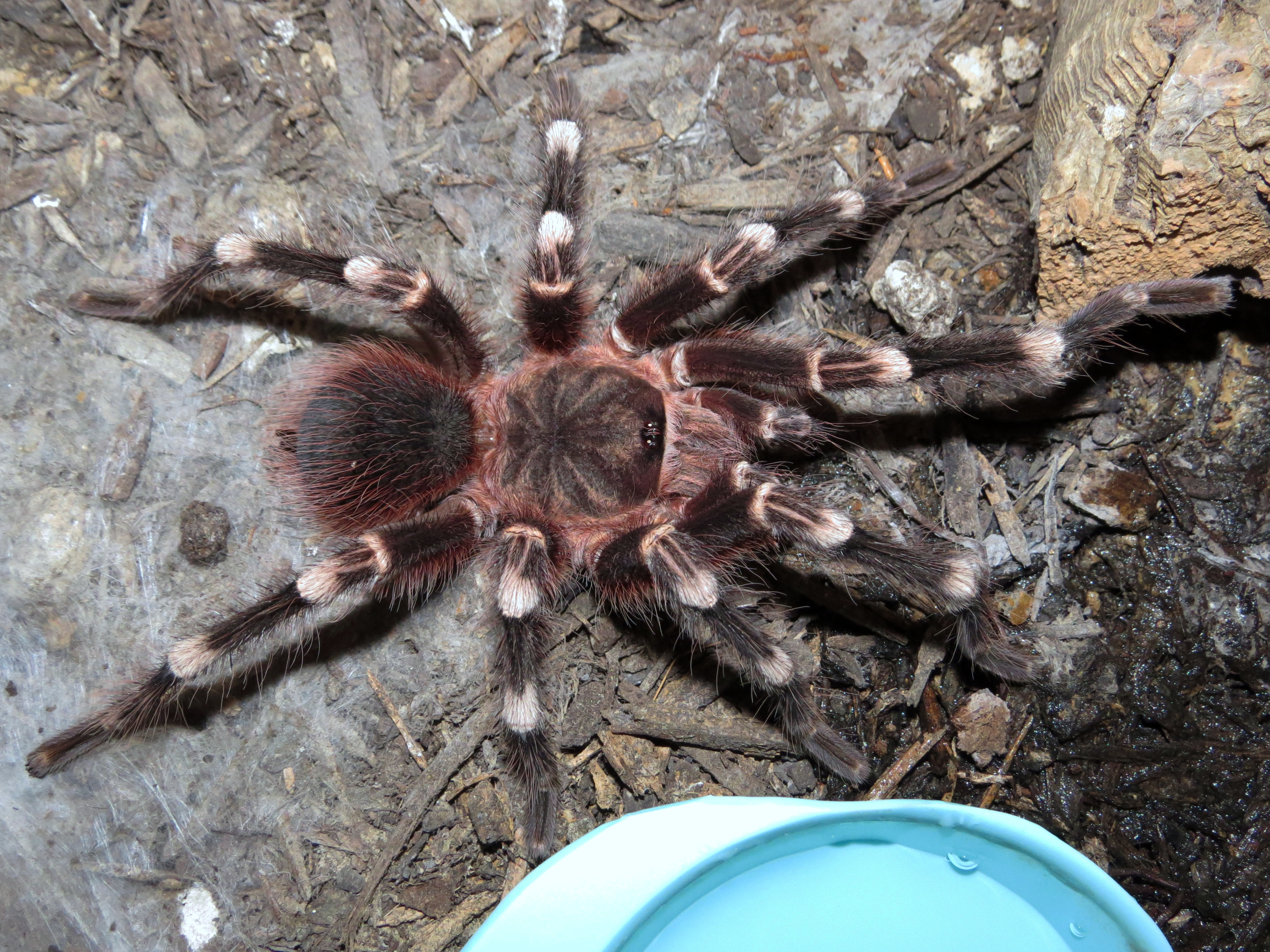 Genicula [4/7] (♂ Acanthoscurria geniculata 4.5″)