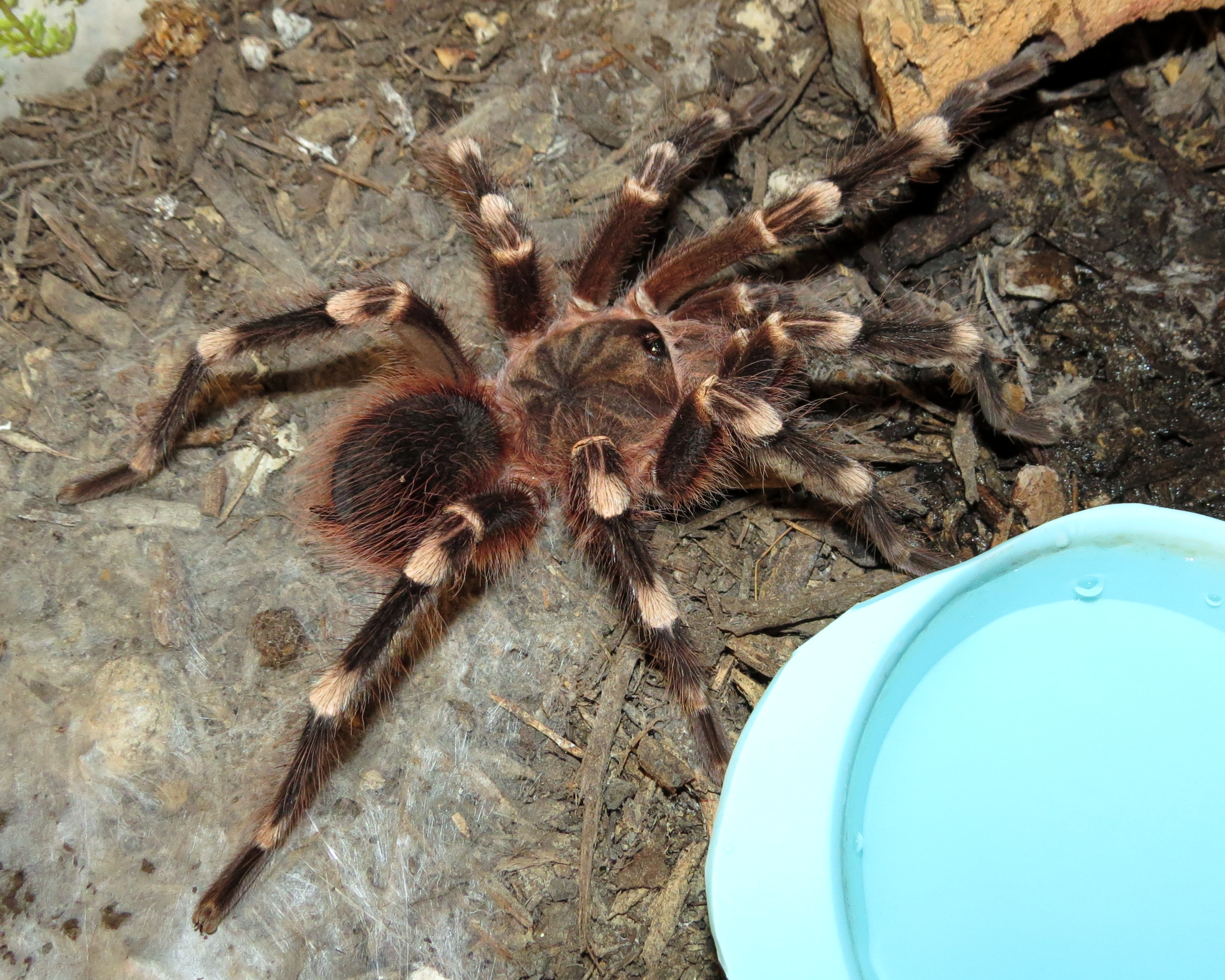 Genicula [6/7] (♂ Acanthoscurria geniculata 4.5″)