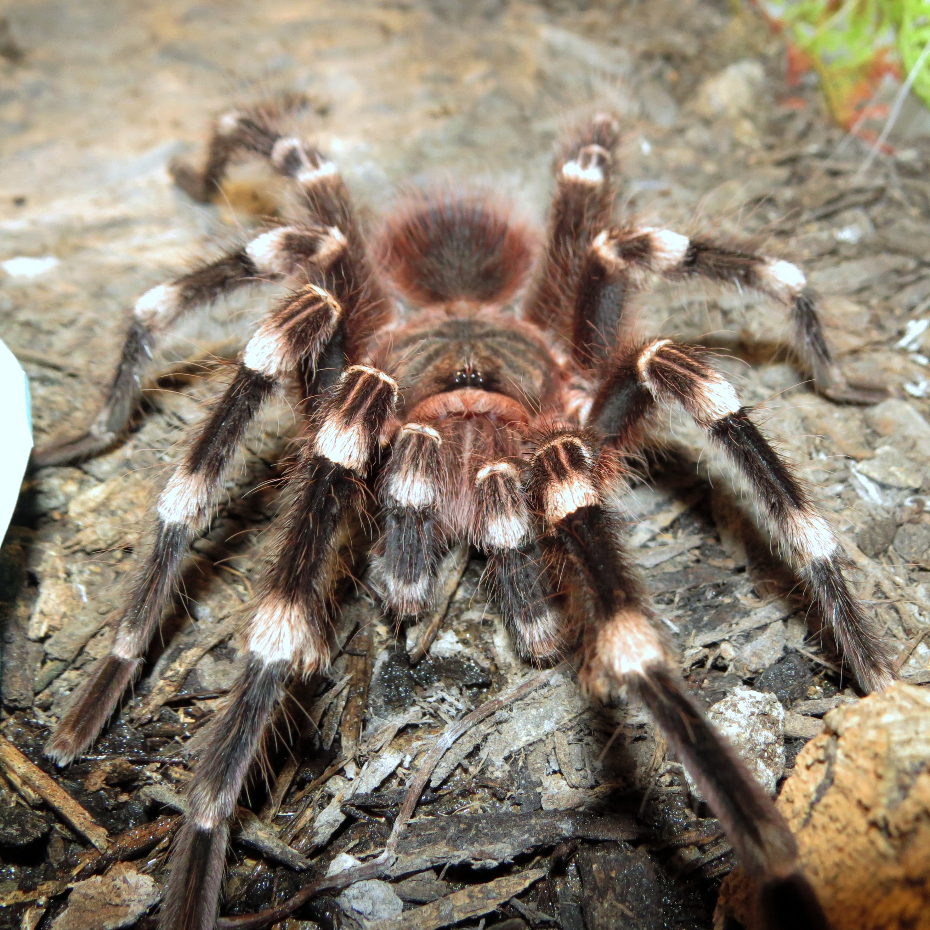 Genicula [7/7] (♂ Acanthoscurria geniculata 4.5″)