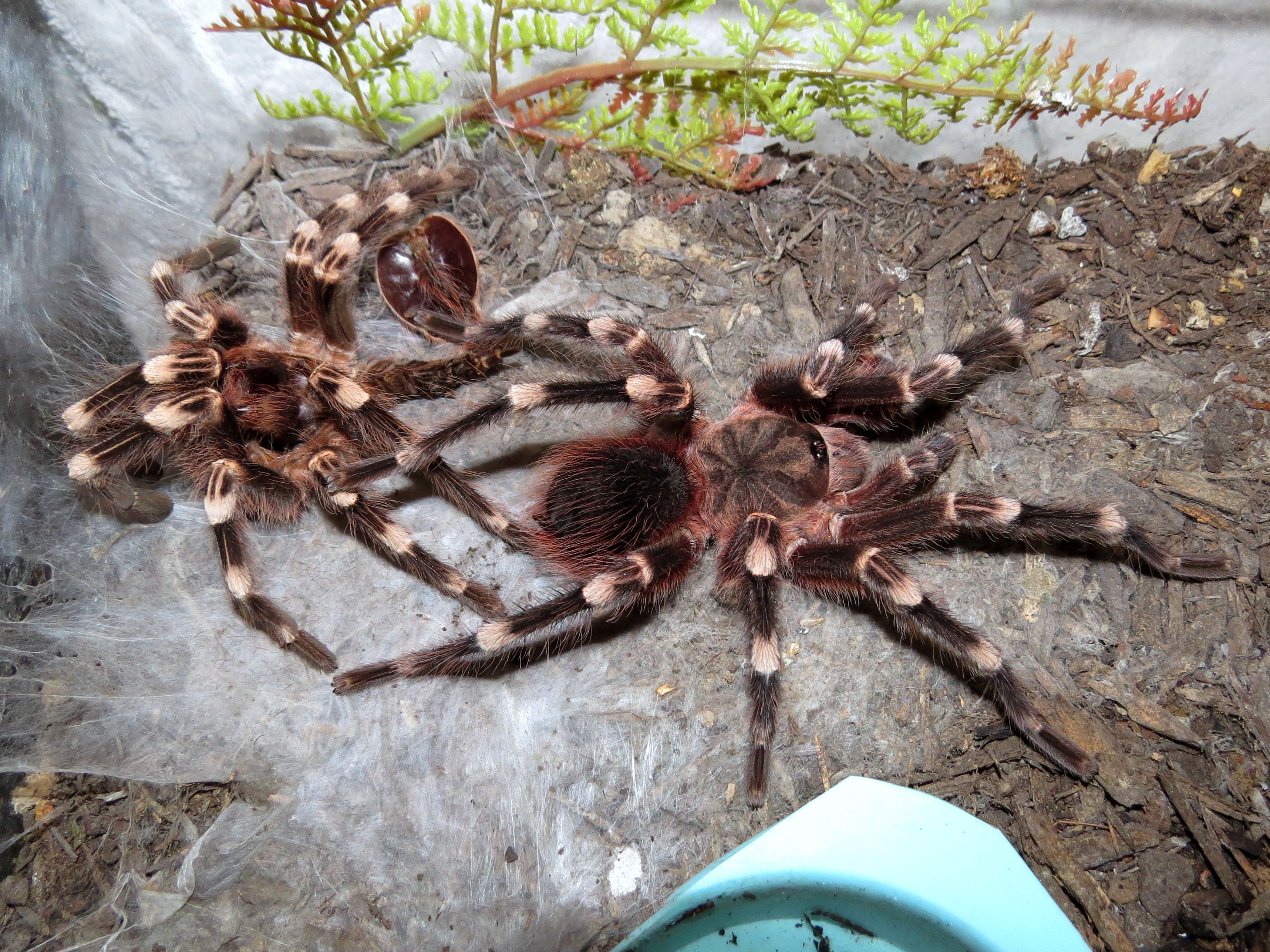 Genicula With Molt (♂ Acanthoscurria geniculata 4.5″)