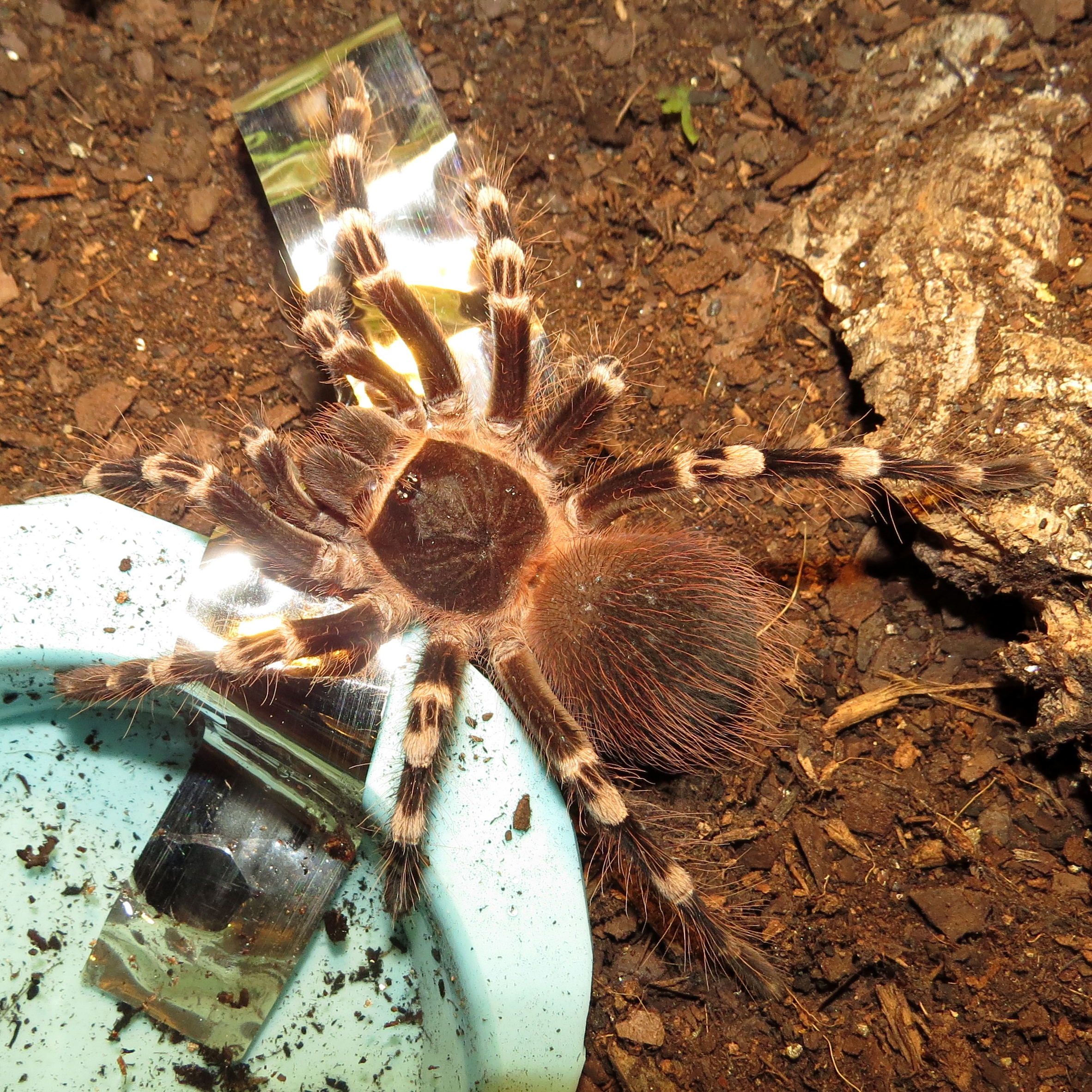 Genicula's Big "Catch" (♂ Acanthoscurria geniculata 4")